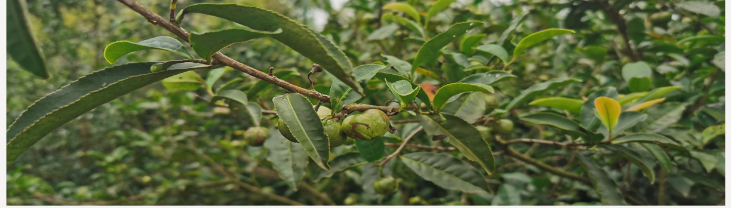 43d1929825690ed9ab3d87a457c0d8d6 image.png